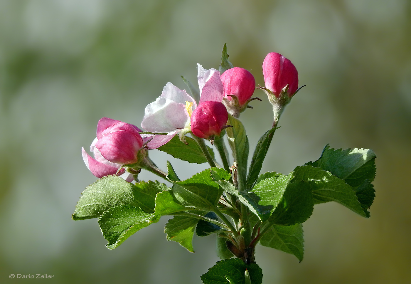 Apfelblüten II