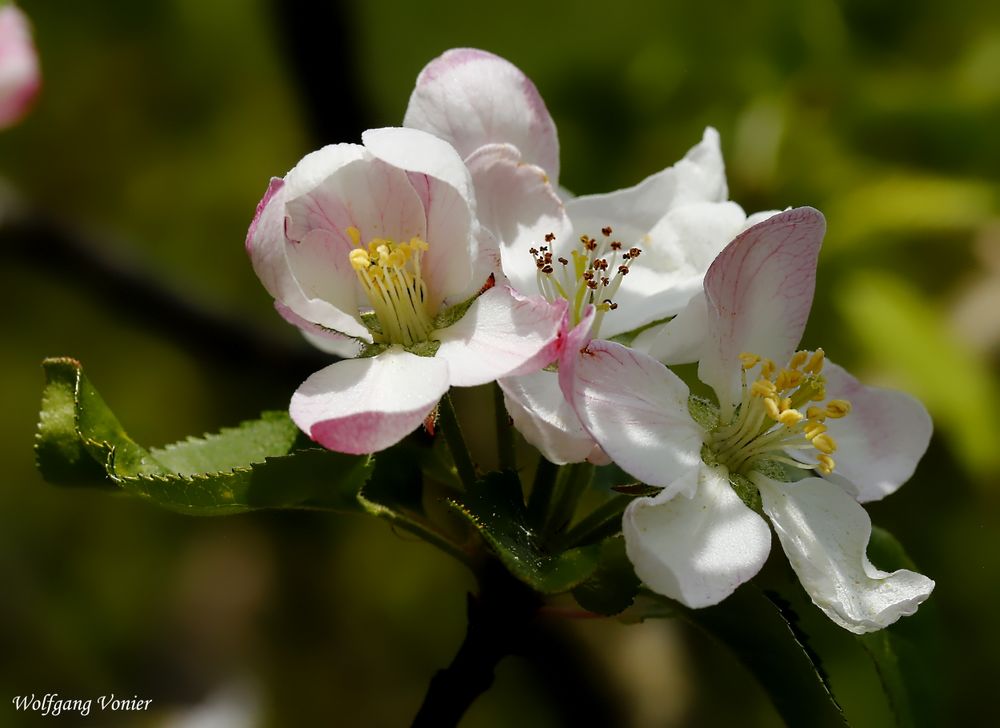 Apfelblüten II