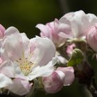 Apfelblüten - II. Versuch