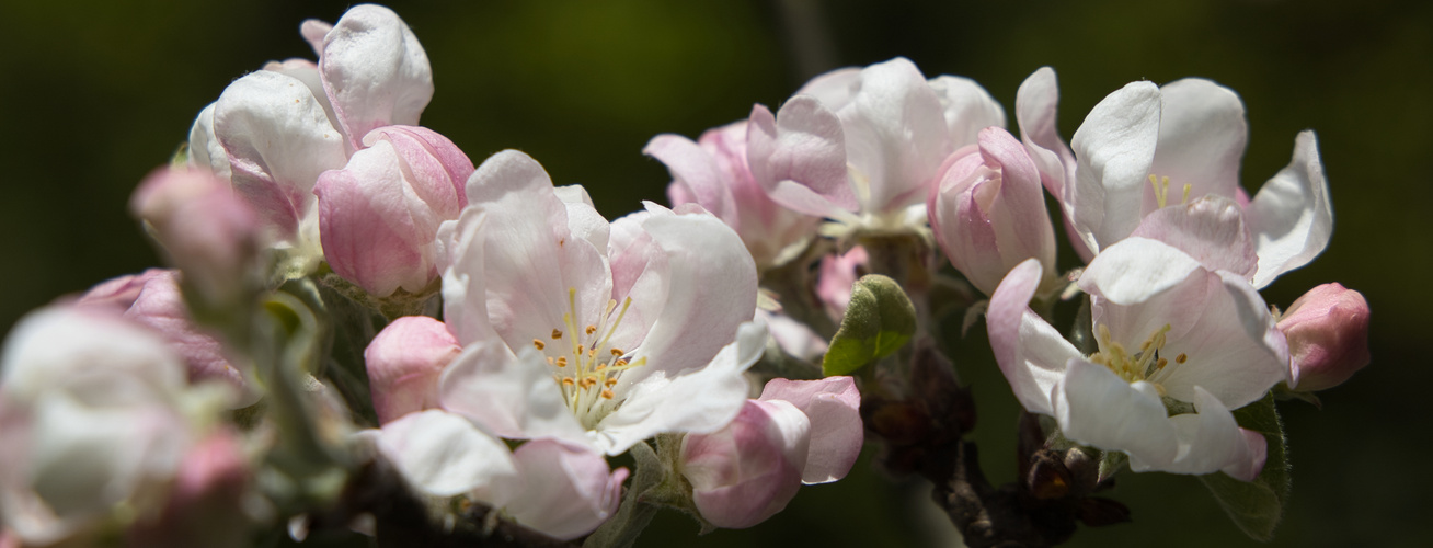 Apfelblüten - II. Versuch