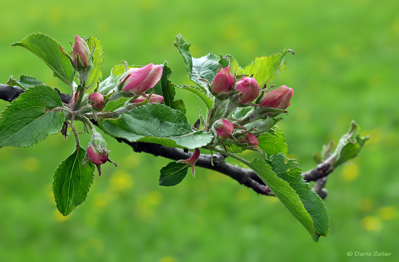 Apfelblüten III