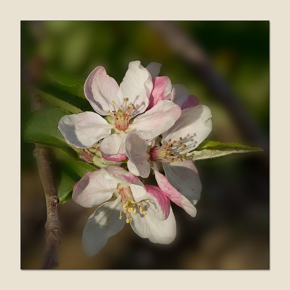 Apfelblüten im Abendlicht