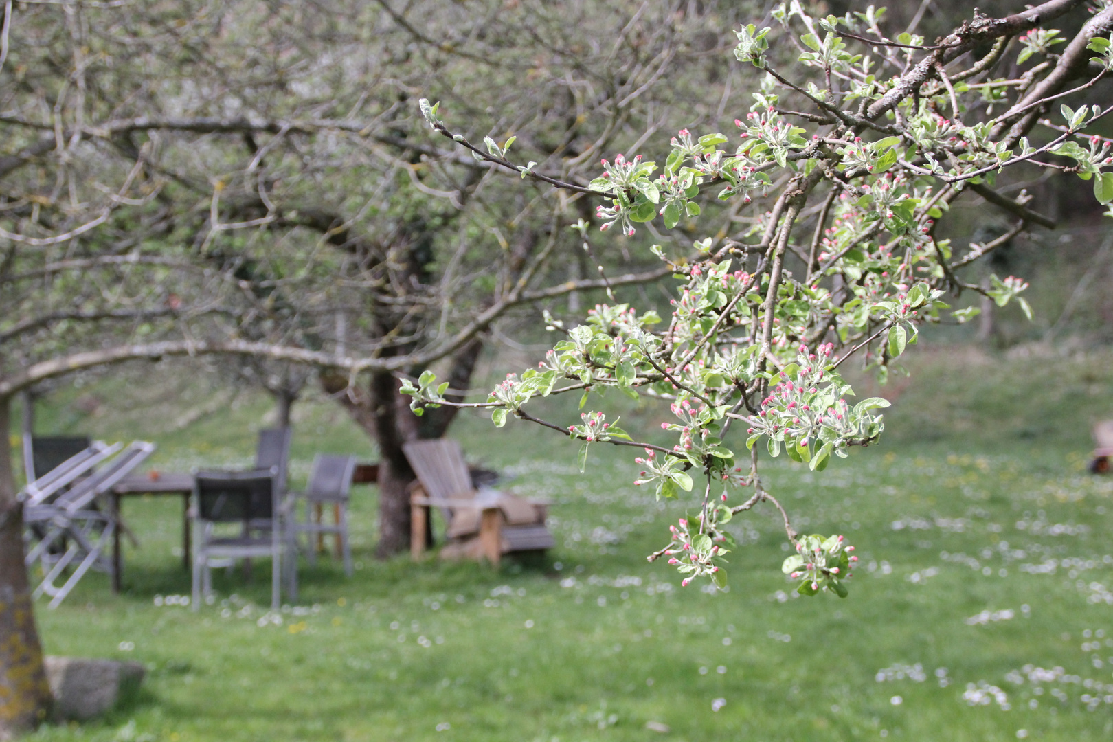 Apfelblüten im Anmarsch