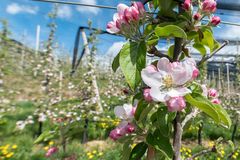 Apfelblüten im April