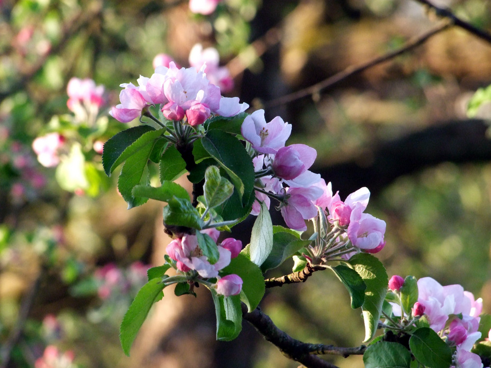 Apfelblüten im Frühling