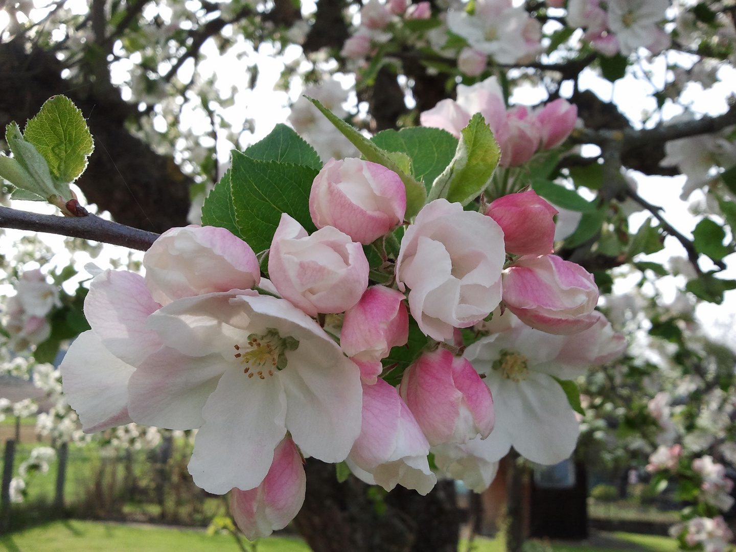 Apfelblüten im Frühling