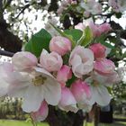 Apfelblüten im Frühling