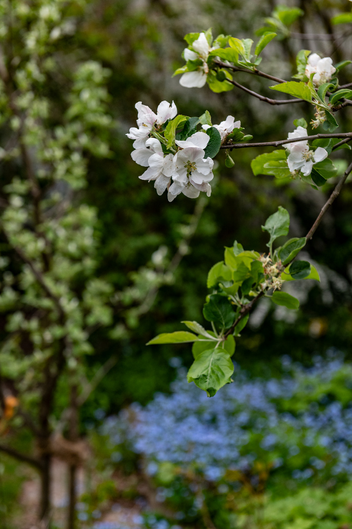 Apfelblüten im Garten