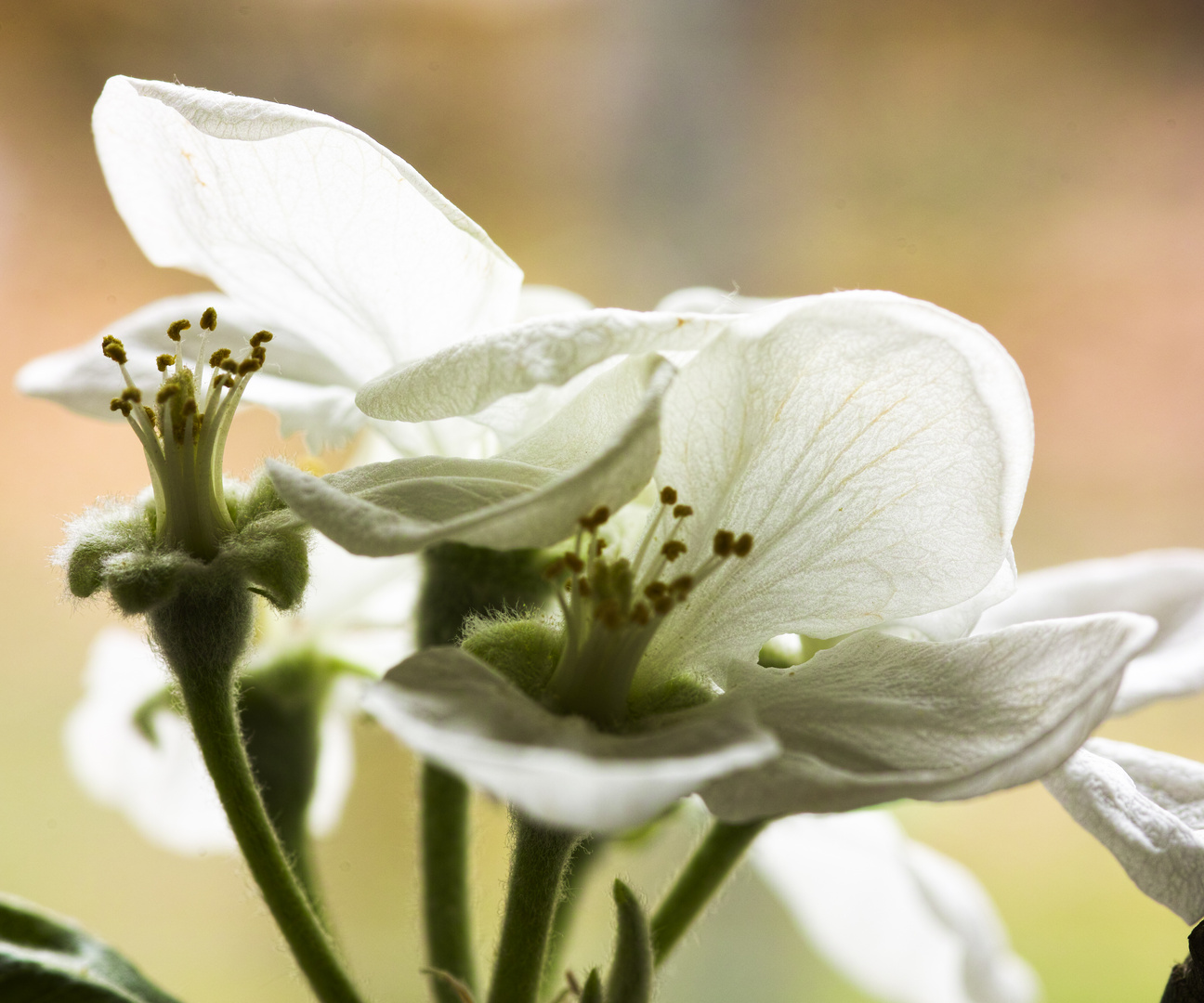 Apfelblüten im Gegenlicht