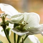 Apfelblüten im Gegenlicht