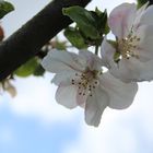 Apfelblüten im Himmel