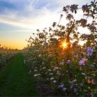 Apfelblüten im Schein der Abendsonne