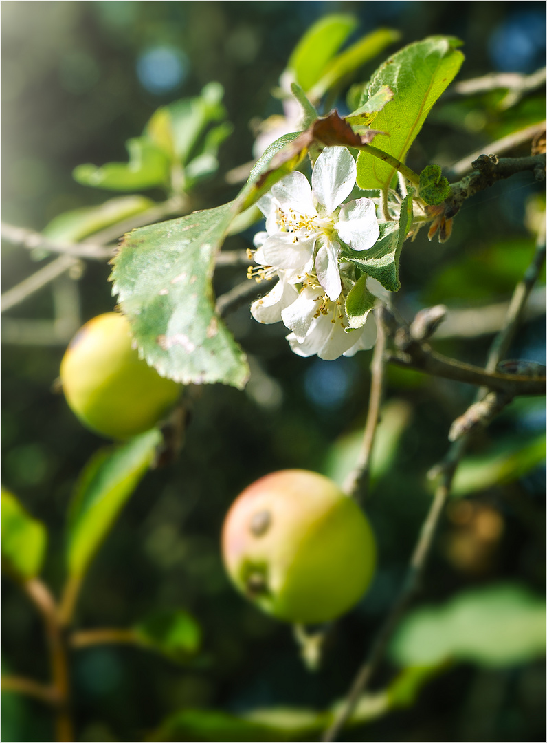 Apfelblüten im September