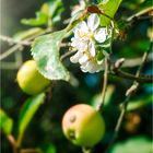 Apfelblüten im September