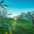 APFELBLÜTEN im SONNENLICHT