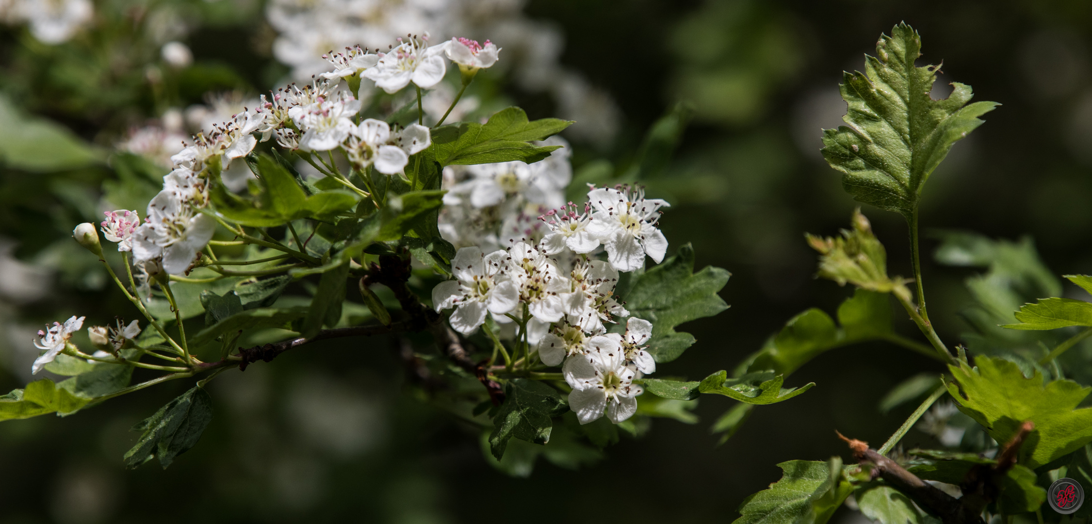 Apfelblüten im Wald