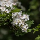 Apfelblüten im Wald