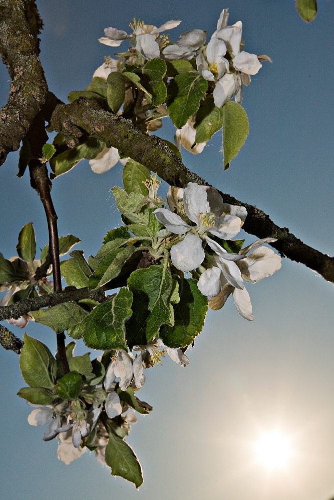 Apfelblüten im Zwielicht