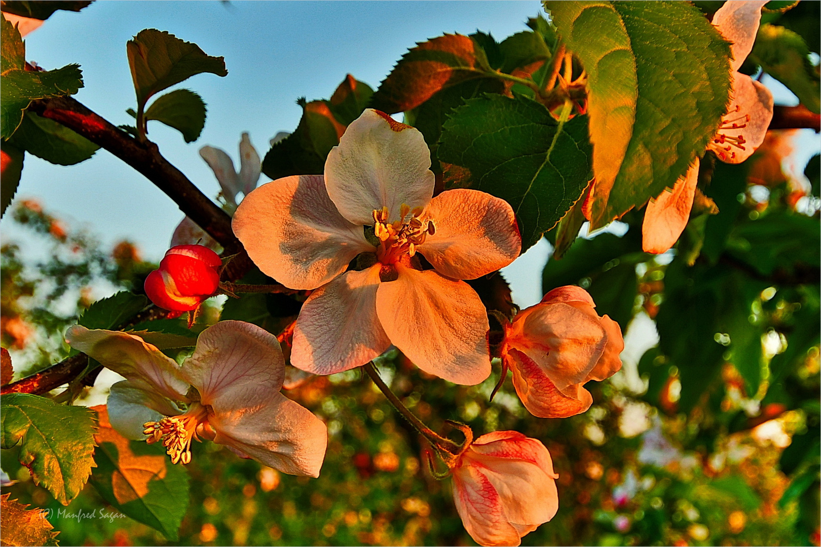 Apfelblüten in der Abendsonne... 