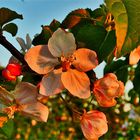 Apfelblüten in der Abendsonne... 