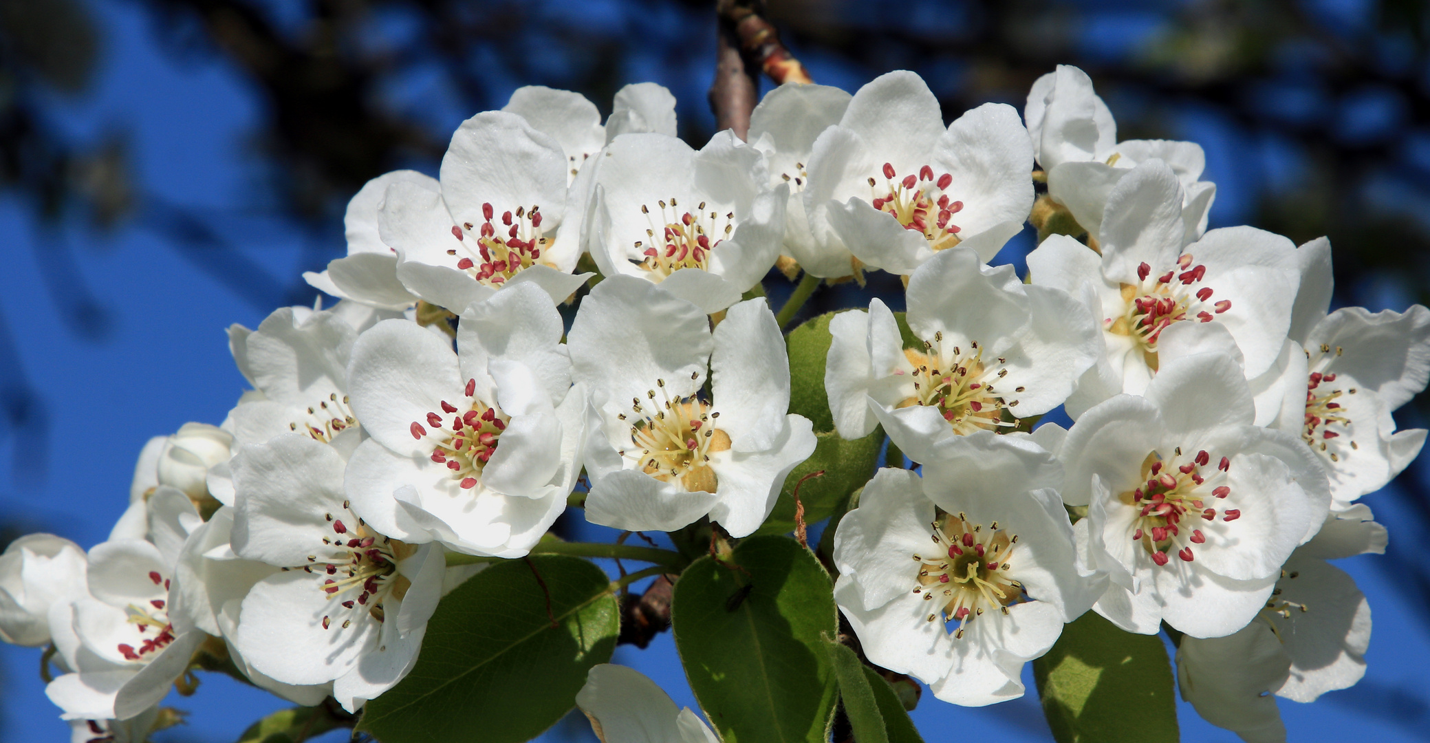 Apfelblüten, in der Soester Börde