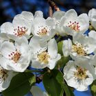 Apfelblüten, in der Soester Börde