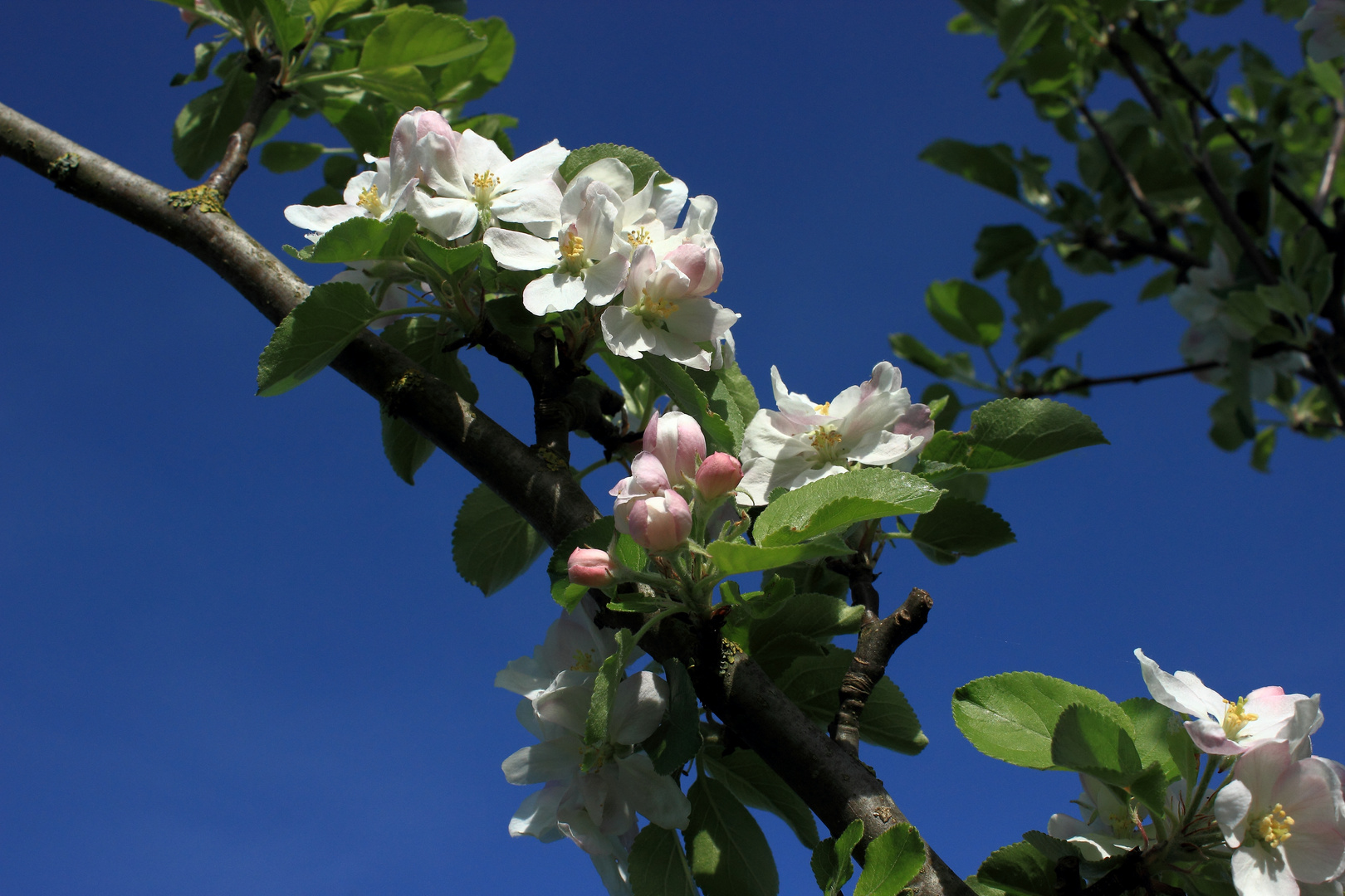 Apfelblüten in der Sonne