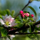 Apfelblüten in der Sonne ...