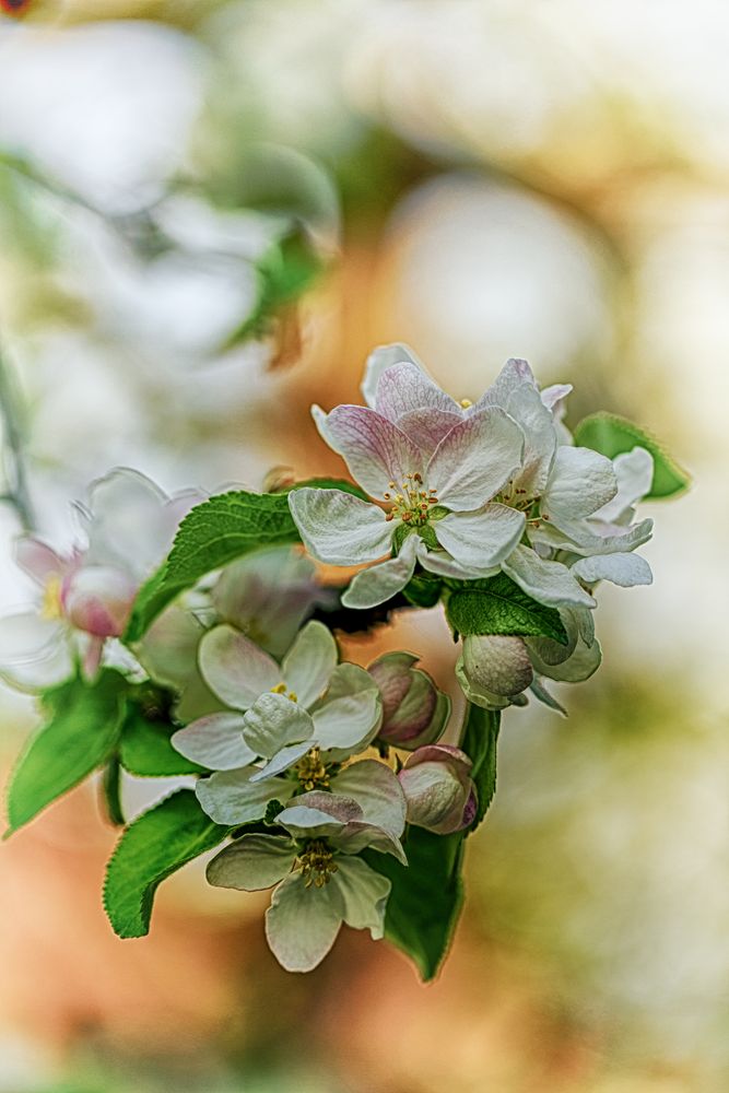 Apfelblüten in HDR