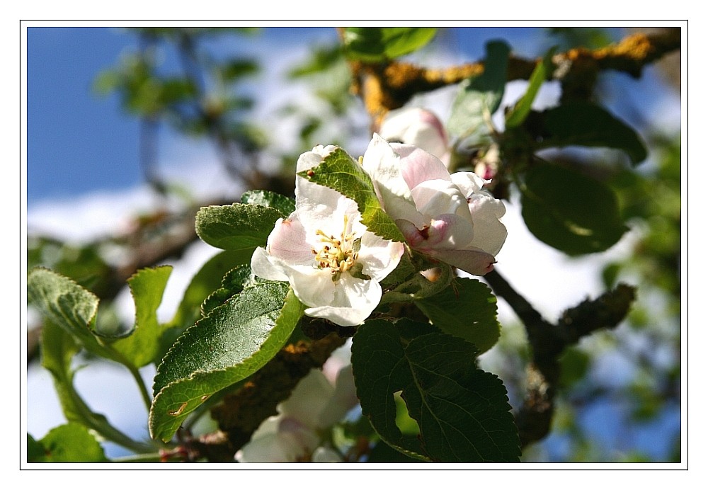 Apfelblüten in Mamas Garten