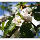 Apfelblüten in Mamas Garten