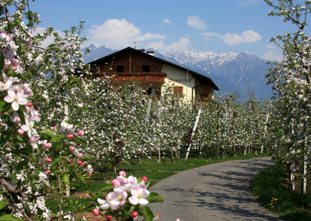 Apfelblüten in Südtirol