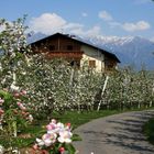 Apfelblüten in Südtirol