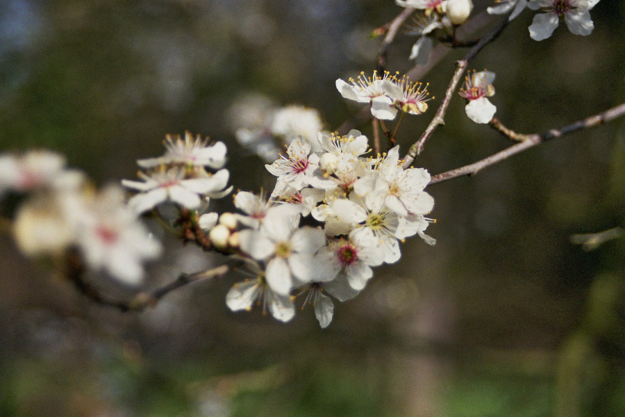 Apfelblüten in The Orchard, Granchester bei Cambridge