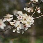 Apfelblüten in The Orchard, Granchester bei Cambridge