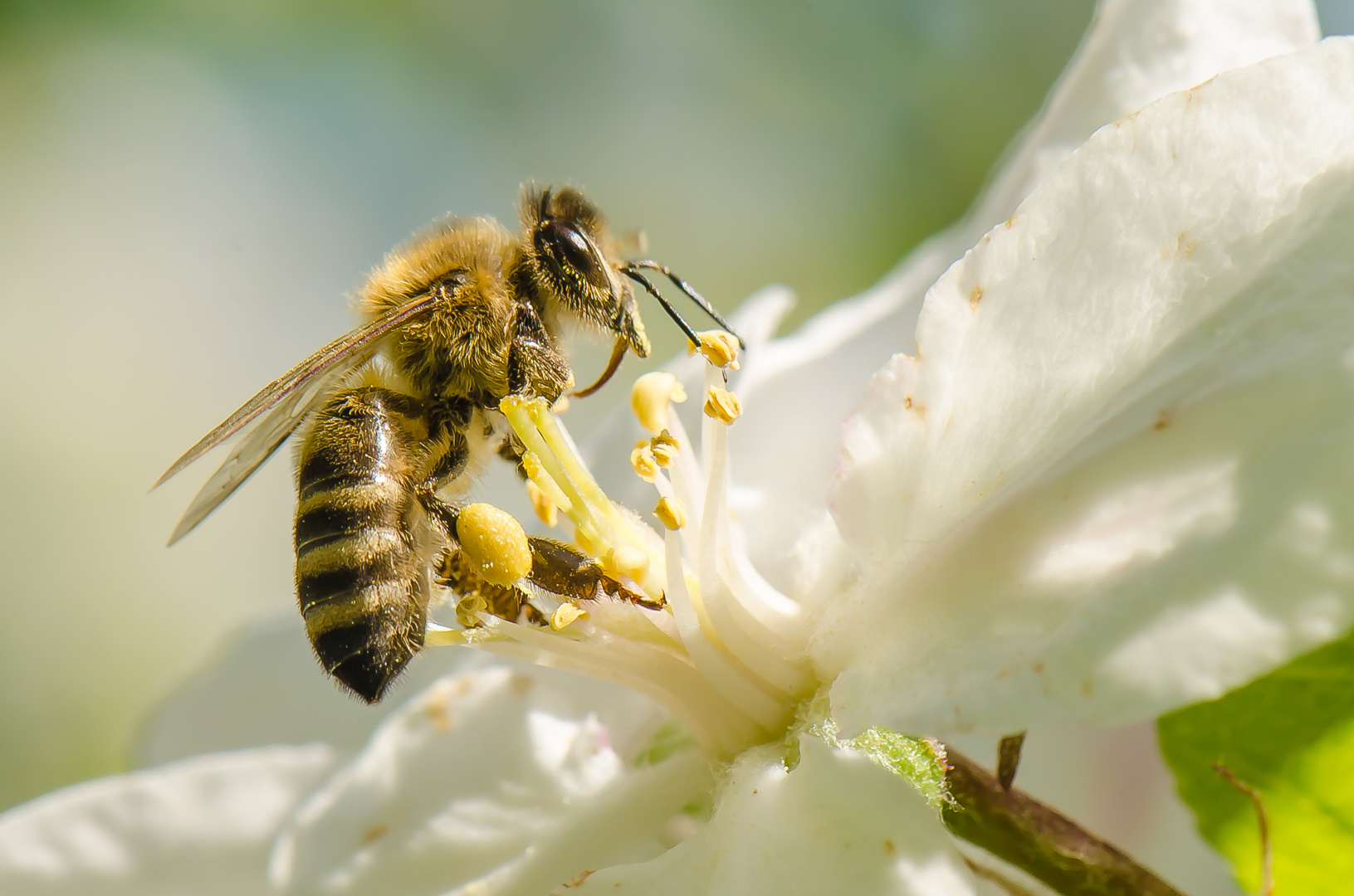 Apfelblüten, lecker