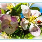 Apfelblüten mit "Besuch" ... :-))