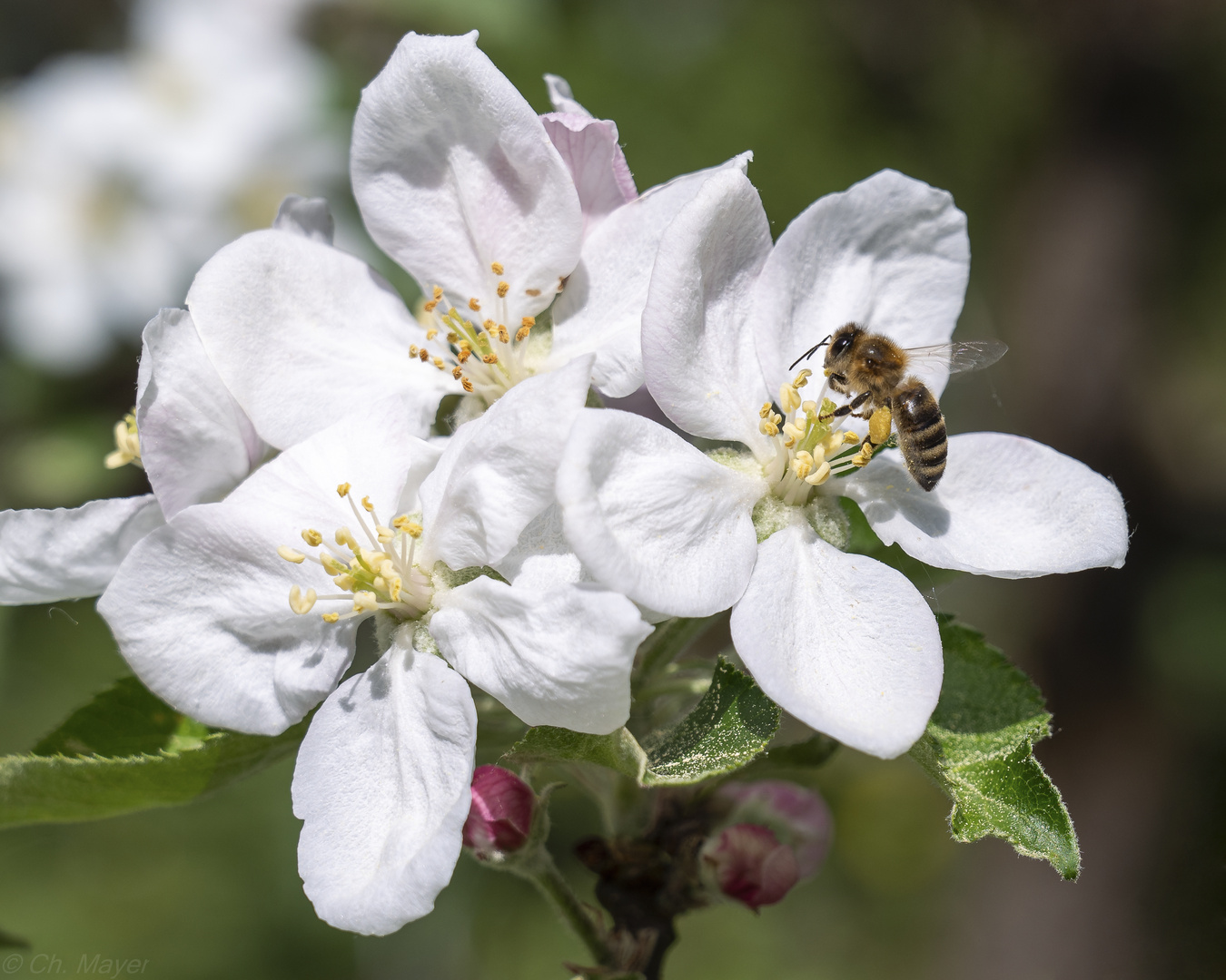 Apfelblüten mit Biene