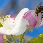 Apfelblüten mit Biene