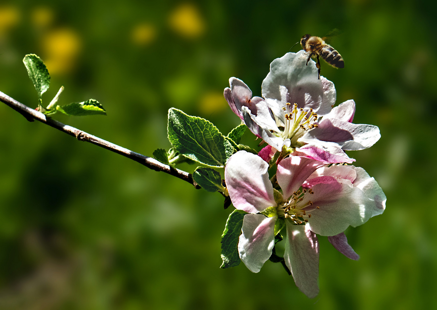 Apfelblüten mit Biene im Anflug