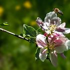 Apfelblüten mit Biene im Anflug