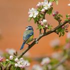 Apfelblüten mit Blaumeise