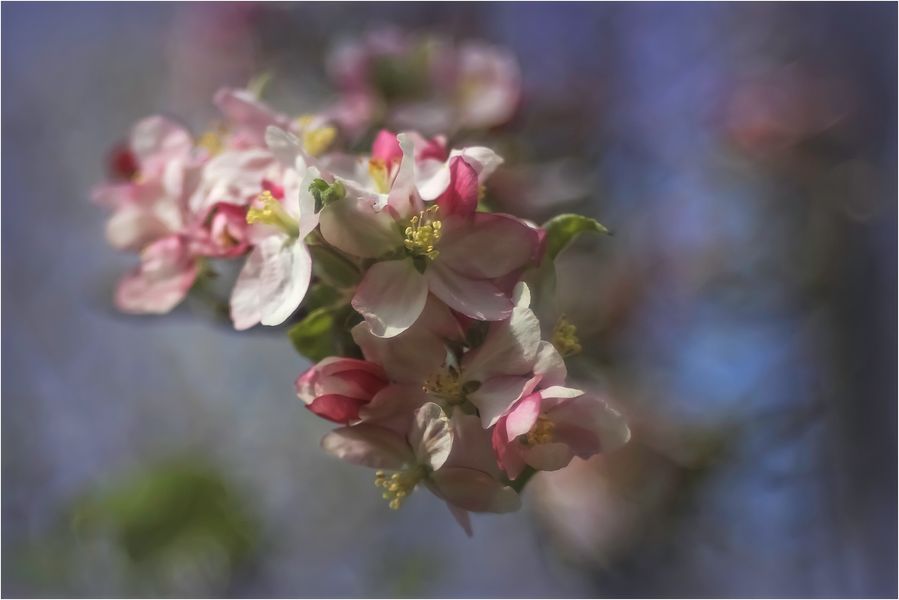 Apfelblüten mit Bokeh