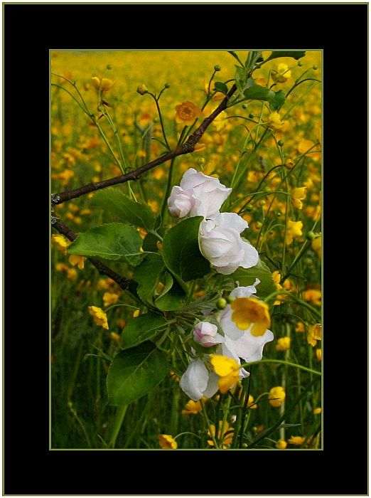 Apfelblüten mit Butterblumenwiese