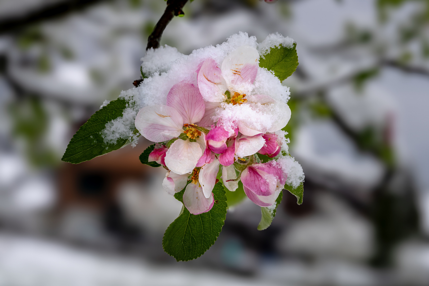 Apfelblüten mit Schnee