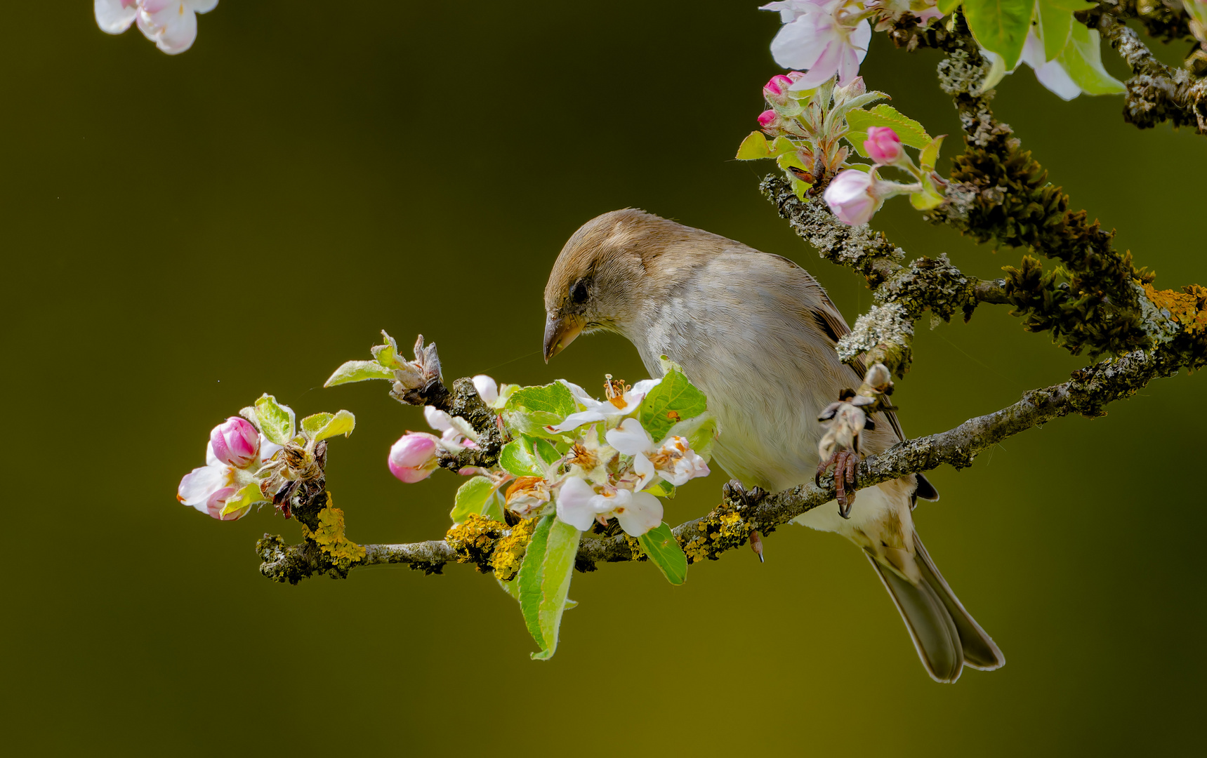 Apfelblüten mit Spätzin