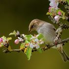 Apfelblüten mit Spätzin