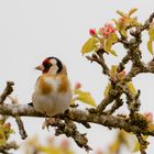 Apfelblüten mit Stieglitz