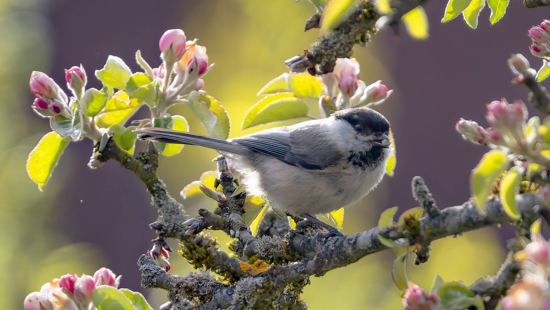 Apfelblüten mit Sumpfmeise