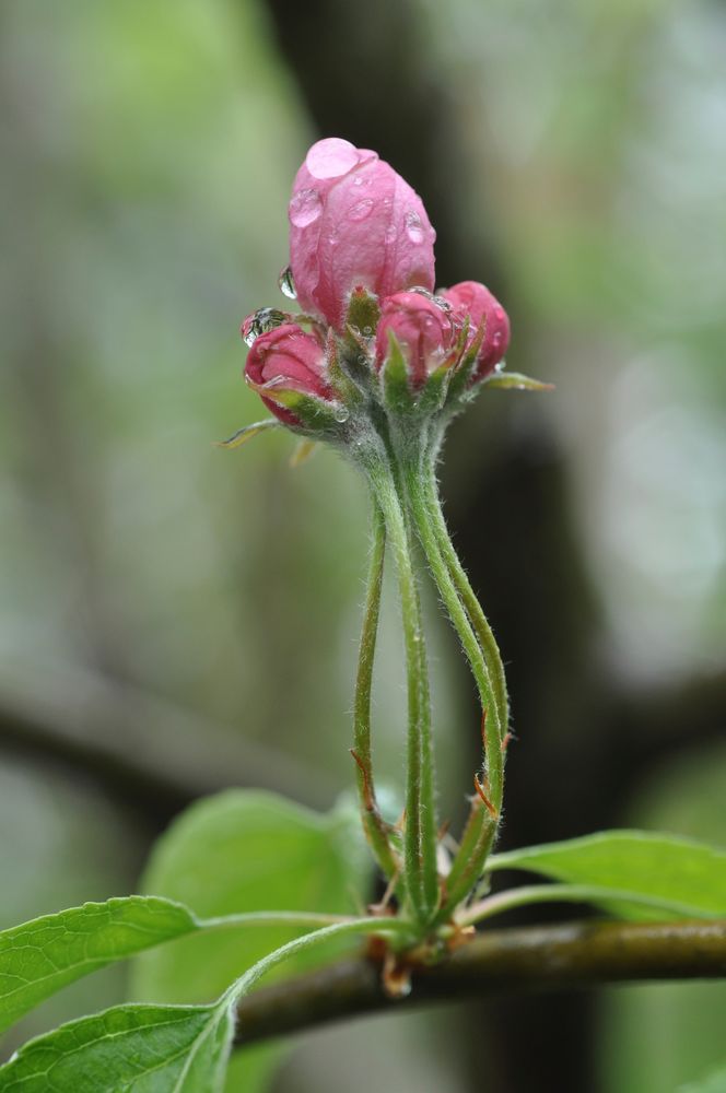 Apfelblüten mit Wassertropfen 3